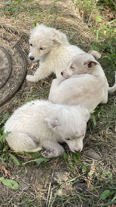 Білі цуценята шукають дім