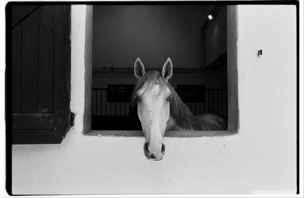 Leica M7 Black + Leica Summilux-M 50mm f/1.4