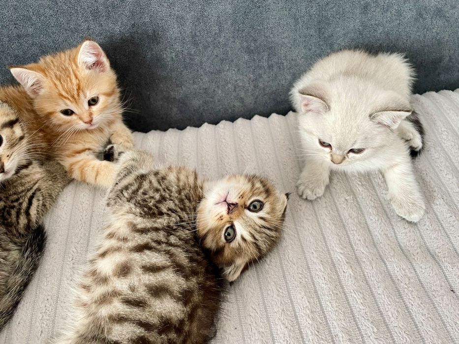 Шотландські кошенята
