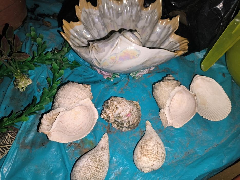 Мушлі ракушки в акваріум 30 грн