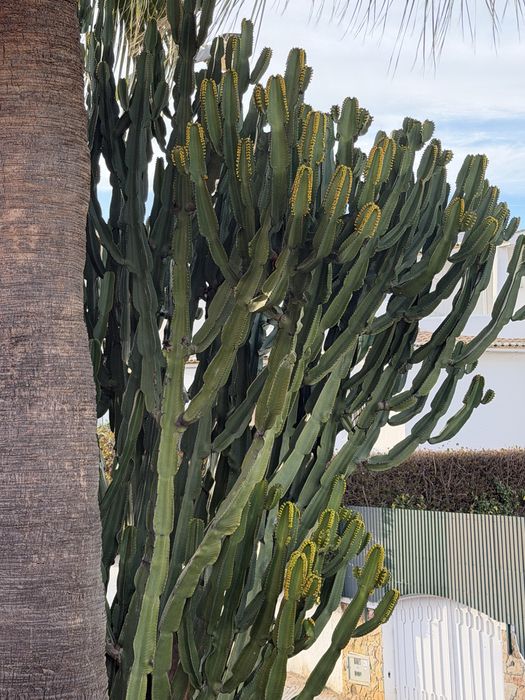 Cactus varias medidas