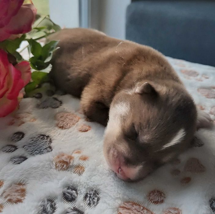 Siberian husky ZKwP/ FCI zjawiskowy red agouti, piesek, chłopak