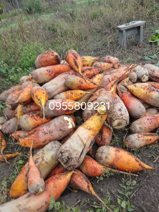 Продам кормові буряки