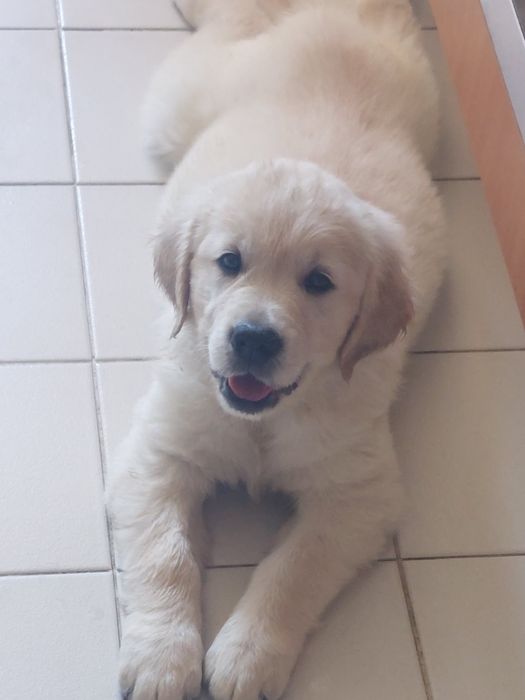 Golden Retriever