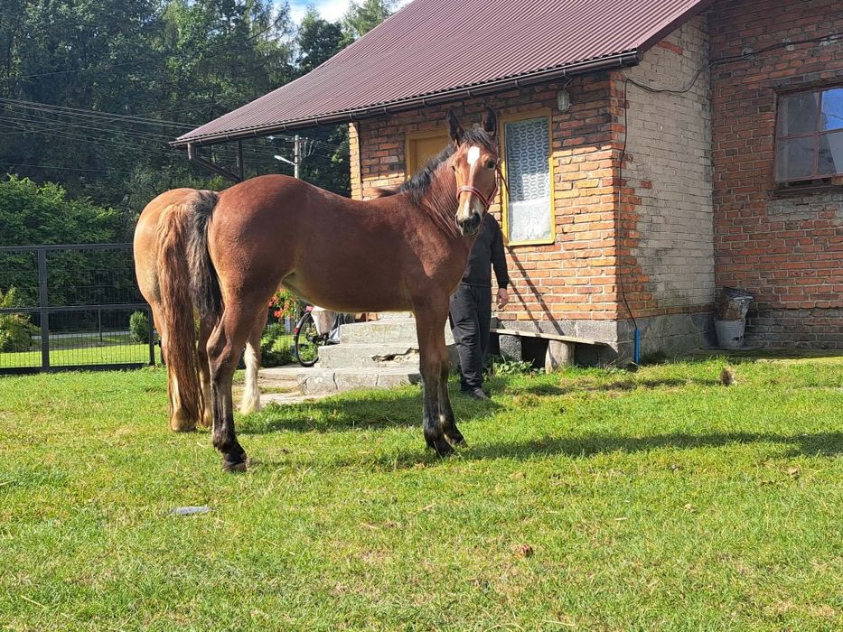Sprzedam klaczke
