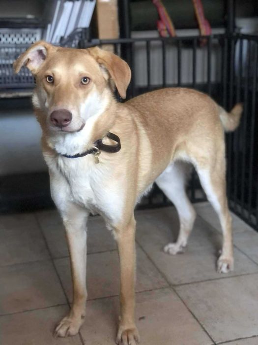 Kajmak poleca się do adopcji