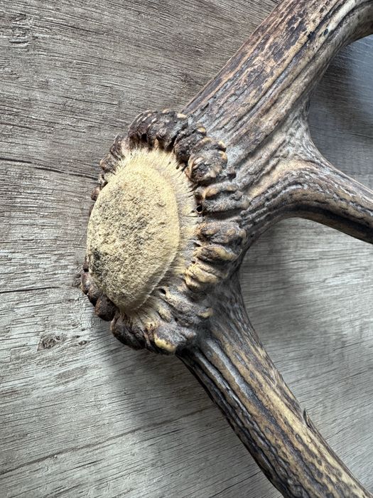 Poroże jelenia – naturalny zrzut, dekoracyjne