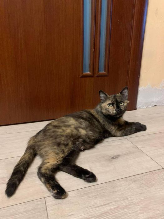 Кошка стерилизованная трехматсная в хорошие руки трьохкольорова киця