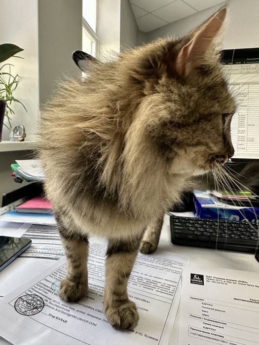 Кошечка в добрые руки