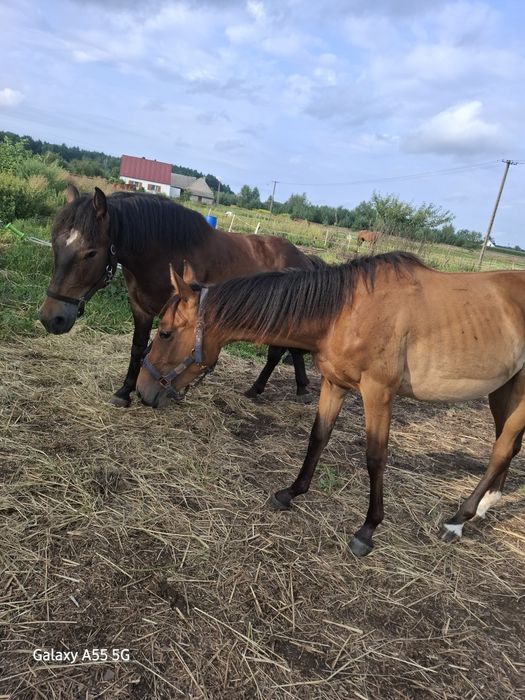 Sprzedam klacz koń
