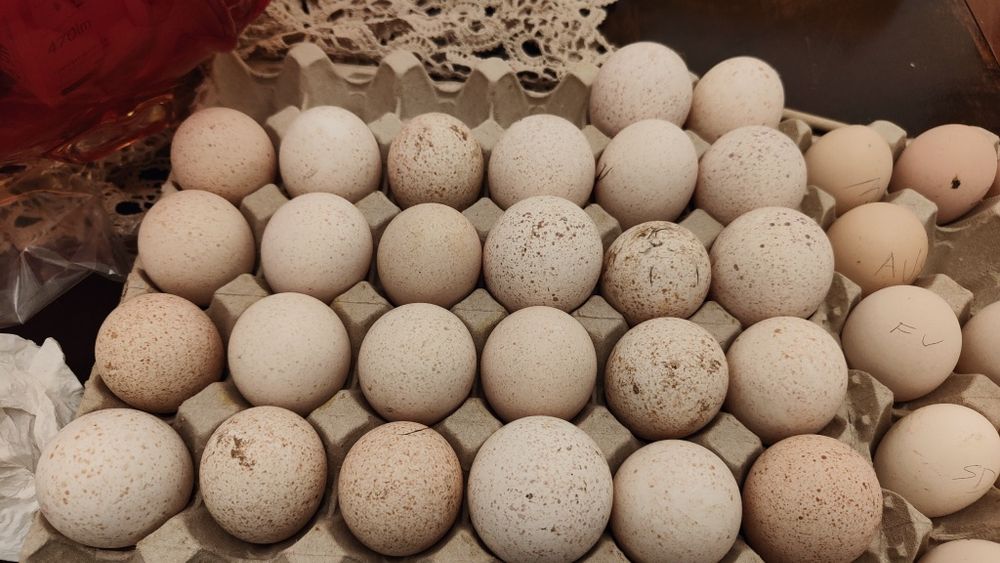 Ovos caseiros de galinha