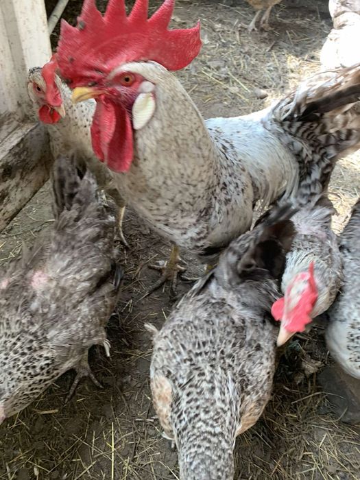 Борківська барвиста інкубаційні яйця