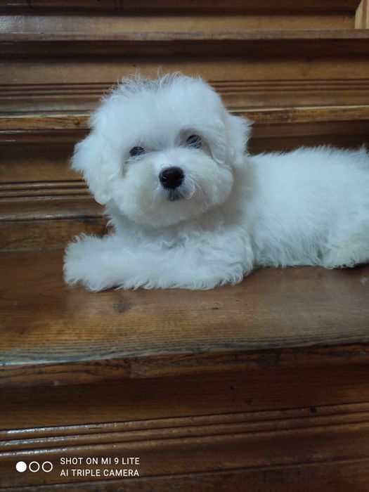 Шикарні цуценята Мальтезе