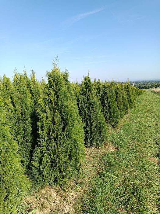 Mega gruba tuja Szmaragd 150-160 cm thuja smaragd