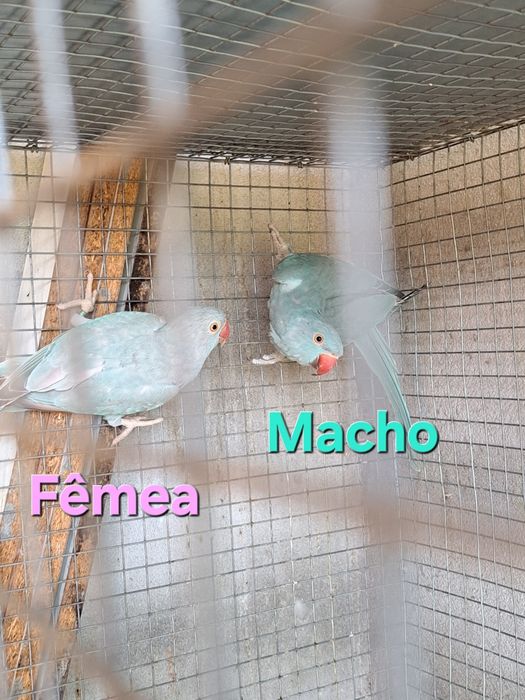 Ring Necks de 2026 e Fêmea de 2017