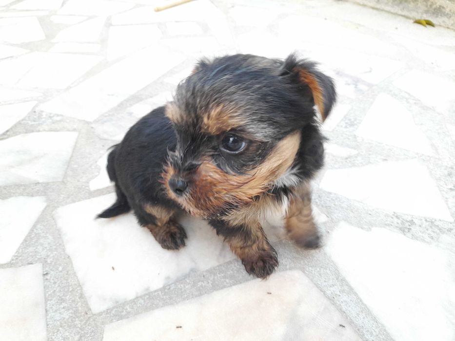 Yorkshire terrier com 2 meses, muito pequena