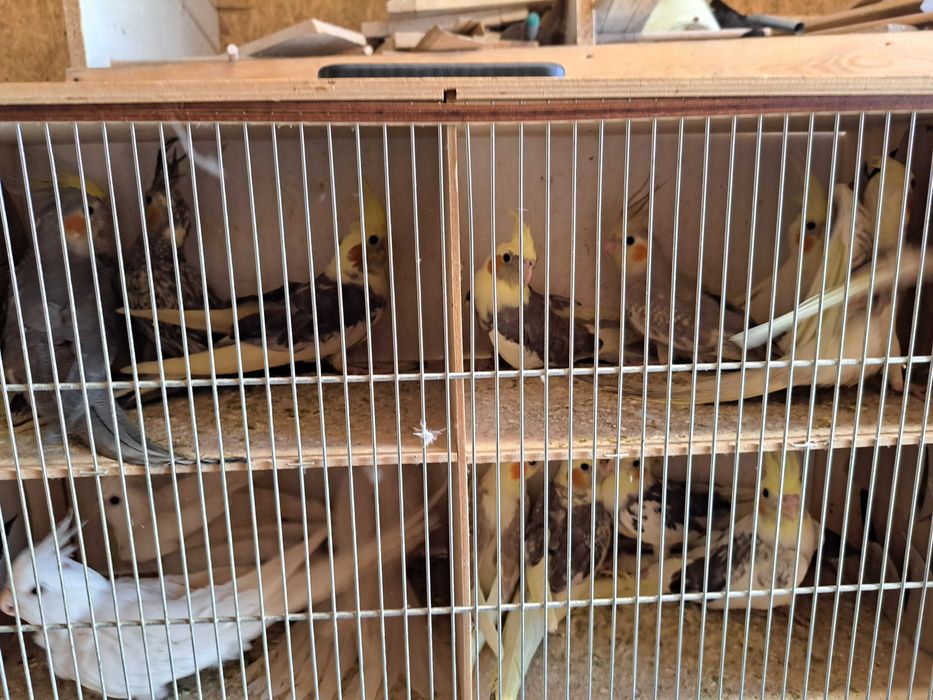 Sprzedam papugi nimfy