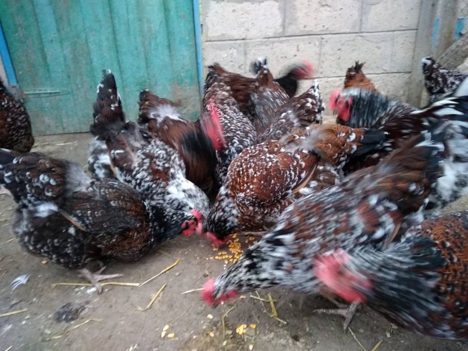 Продам кур, курчат, яйца ливенские ситцевые, кохинхины, джерсийски
