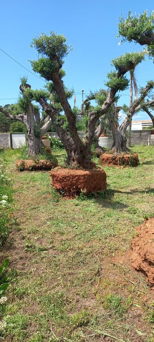 Oliveiras Ornamentais