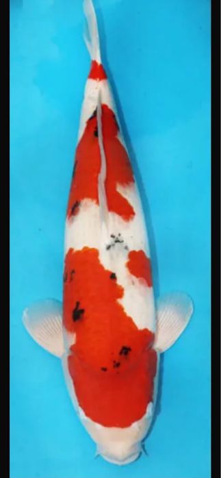 Carpa koi sanke sakai 58 cm VHQ