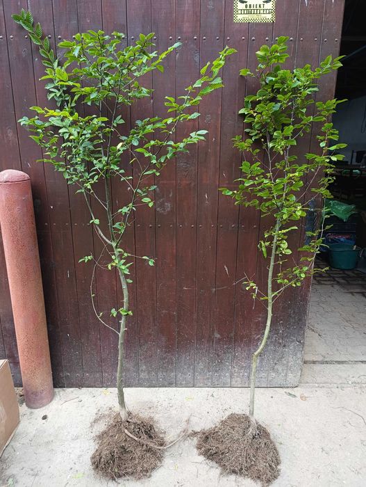 Sadzonki Graba 180 cm 220 cm. Szkółkowane