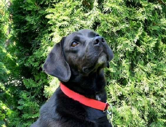 KENZIK radosny, lubi zabawy z psami do adopcji