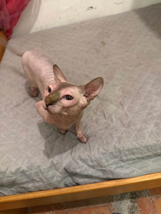 Vendo gato Sphyx 350€