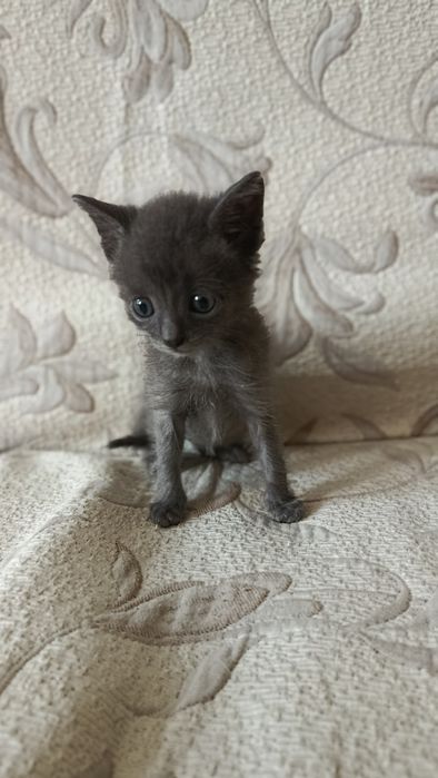 Котенята безкоштовно майже 2 місяці