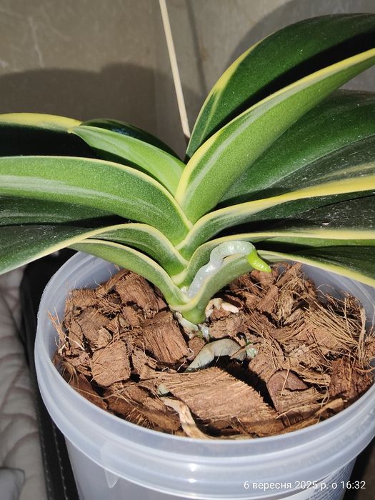 Орхідея Фаленопсис Sogo Vivien Сого Вівьен