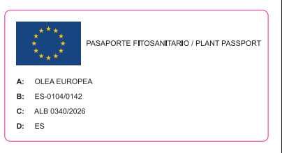 Оливкове дерево «Європейська Арбекіна» (Olea europaea Arbequina) «Spanish Premium» — Вік 25-30 років