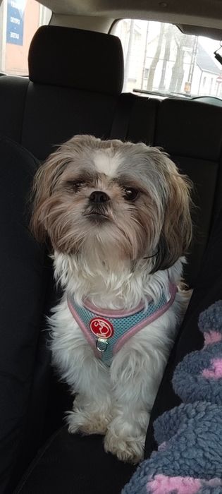 Oddam pieska rasy shih-tzu w dobre ręce