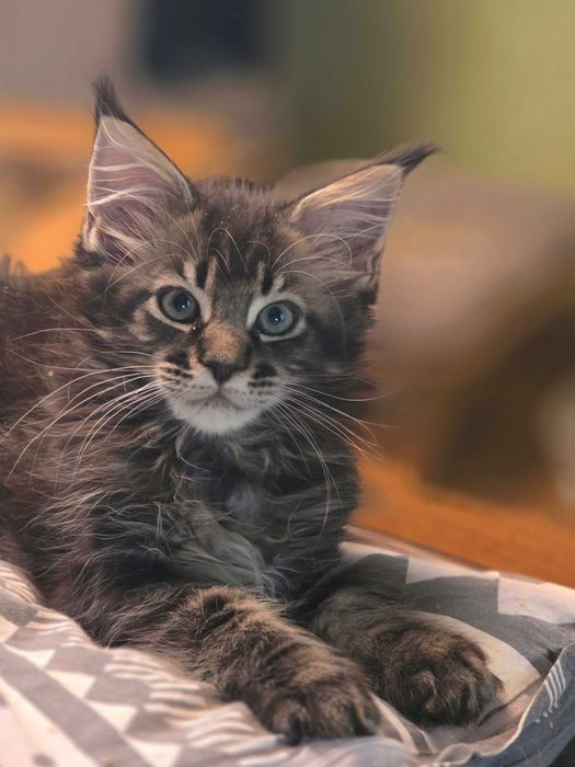 Śliczny kociak Maine Coon do rezerwacji rodowód FPL