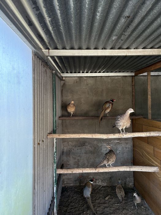 Machos Faisões Mongol