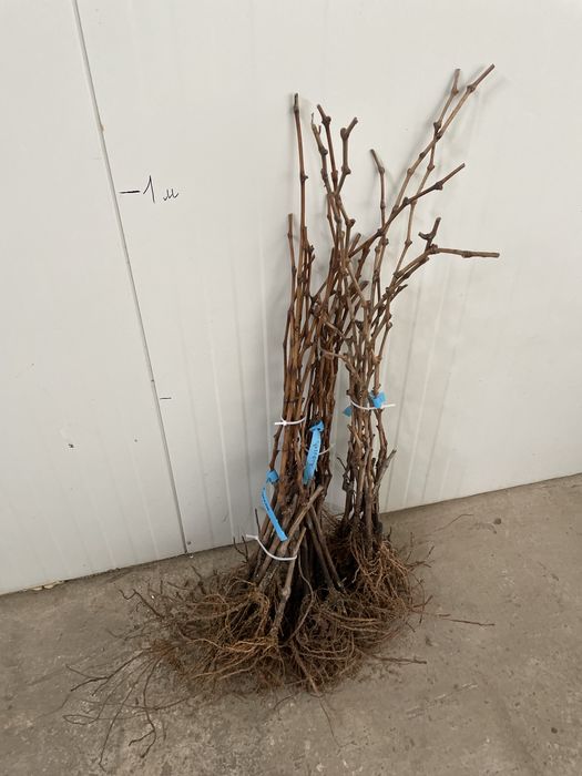 Саджанці винограду | 2 річні | Саженцы винограда | ОПТ та роздріб