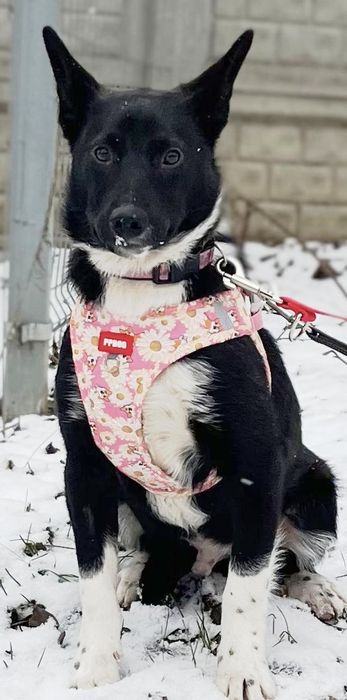 Murzynek błaga o dom ...