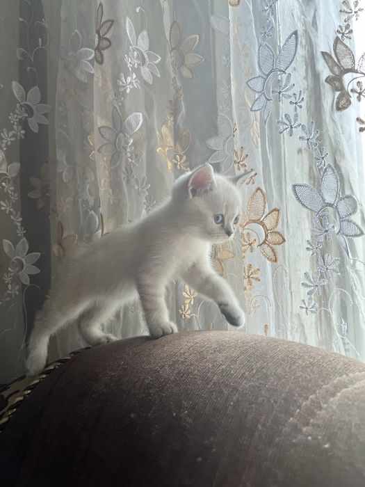 Шотландські кошенята