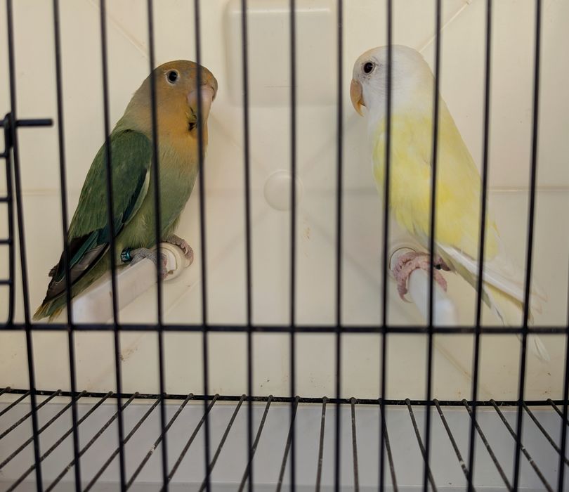 Casal de roseicollis (terão crias autosexadas)