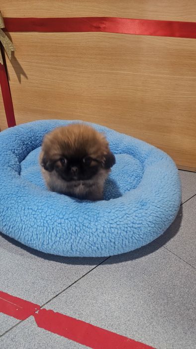 Pequinês fêmea pura