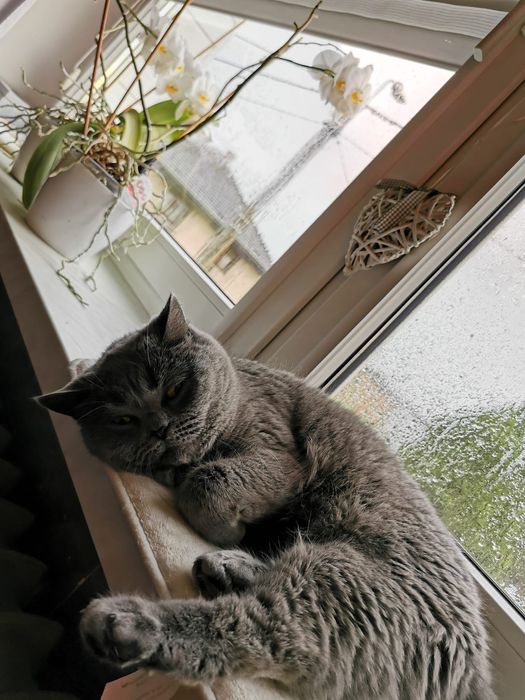 Oddam kotkę brytyjską PILNE