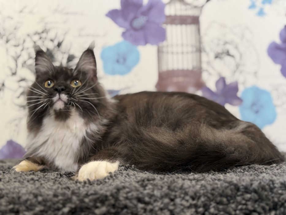 Мейн-кун дівчинка полідакт