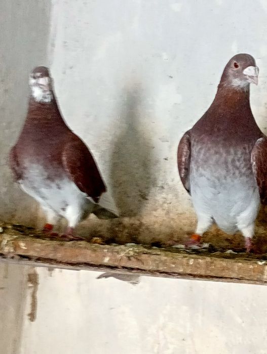 Gołębie standardy czerwone z 23 roku para