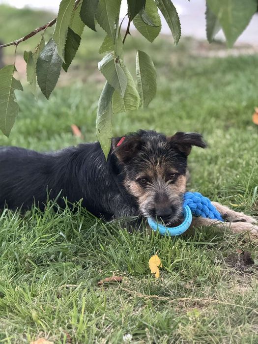 Шукає надійного господаря Джой