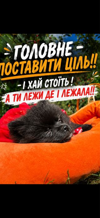 Шпіц дівчата, шпиц детки, девочки шпиц