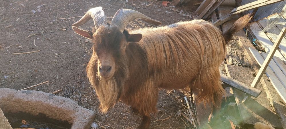 Macho raça anão muito meigo