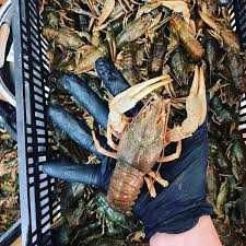 Раки живі та варені. Доставка раків Тернопіль