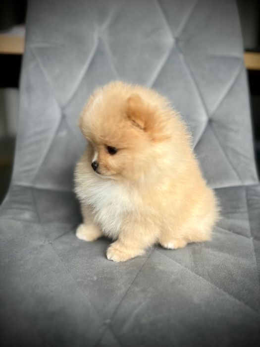 Szpic miniaturowy Pomeranian