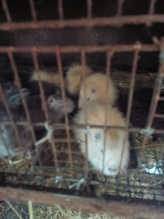 Цуценята продам.