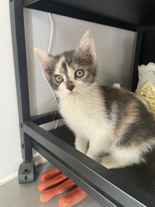 Male koty do adopcji