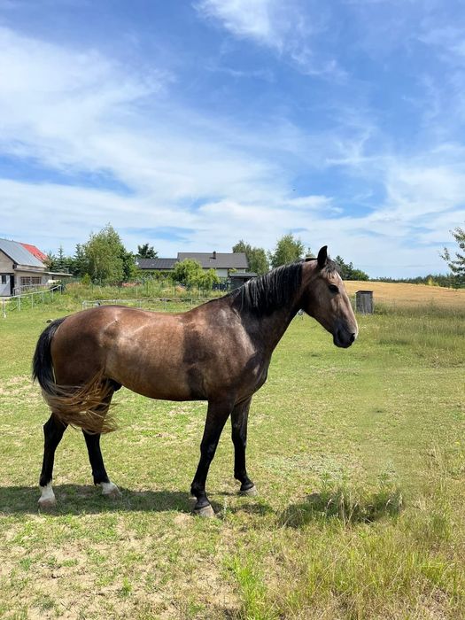 Wałach 3 lata typ szlachetny