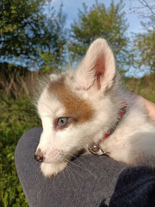 Lis, liski, lisek Hodowla domowa Marble Fox, różne odmiany